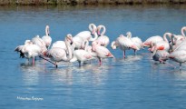 1_flamingo_Lefkada
