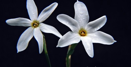 1_Narcissus obsoletus