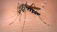 asian-tiger-mosquito 2