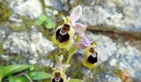 2_Ophrys tenthredinifera