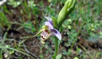 1_Ophrys oestrifera