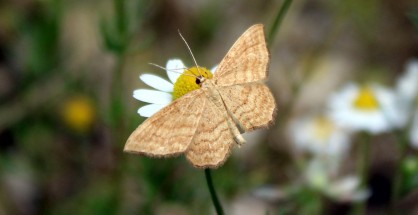 2_Idaea ochrata