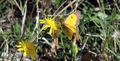 1_Colias crocea