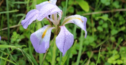 1_Iris unguicularis